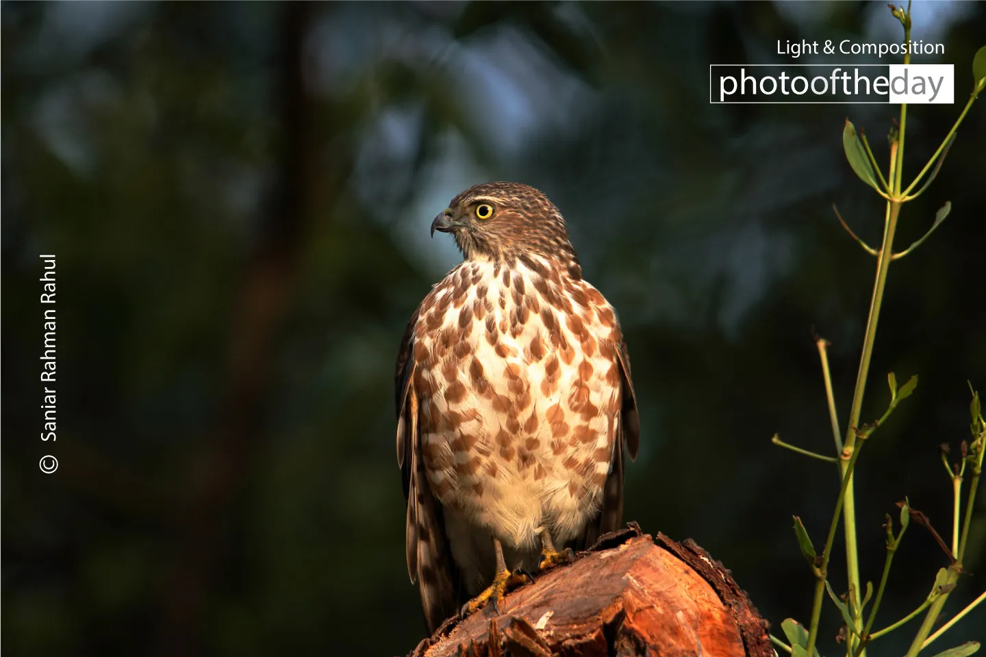 Besra’s Timeless Perch by Saniar Rahman Rahul