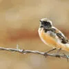 Black-eared wheatear by Sarvenaz Saadat - Wildlife Photography, Nature Photography, Black-eared Wheatear, Photo of the Day, Photography Awards