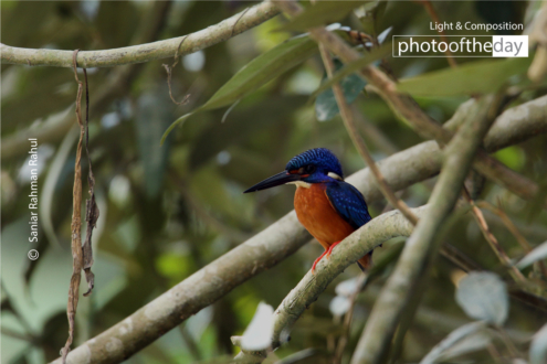 Blue-eared Kingfisher's Reverie by Saniar Rahman Rahul - Wildlife Photography, Nature Photography, Photo of the Day, Photography Awards, Light & Composition University