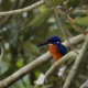 Blue-eared Kingfisher's Reverie by Saniar Rahman Rahul