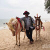 Cha-Am Beach Horse Ride by Ryszard Wierzbicki - Photojournalism, Photography, Travel Photography, Horseback Riding, Cha-Am