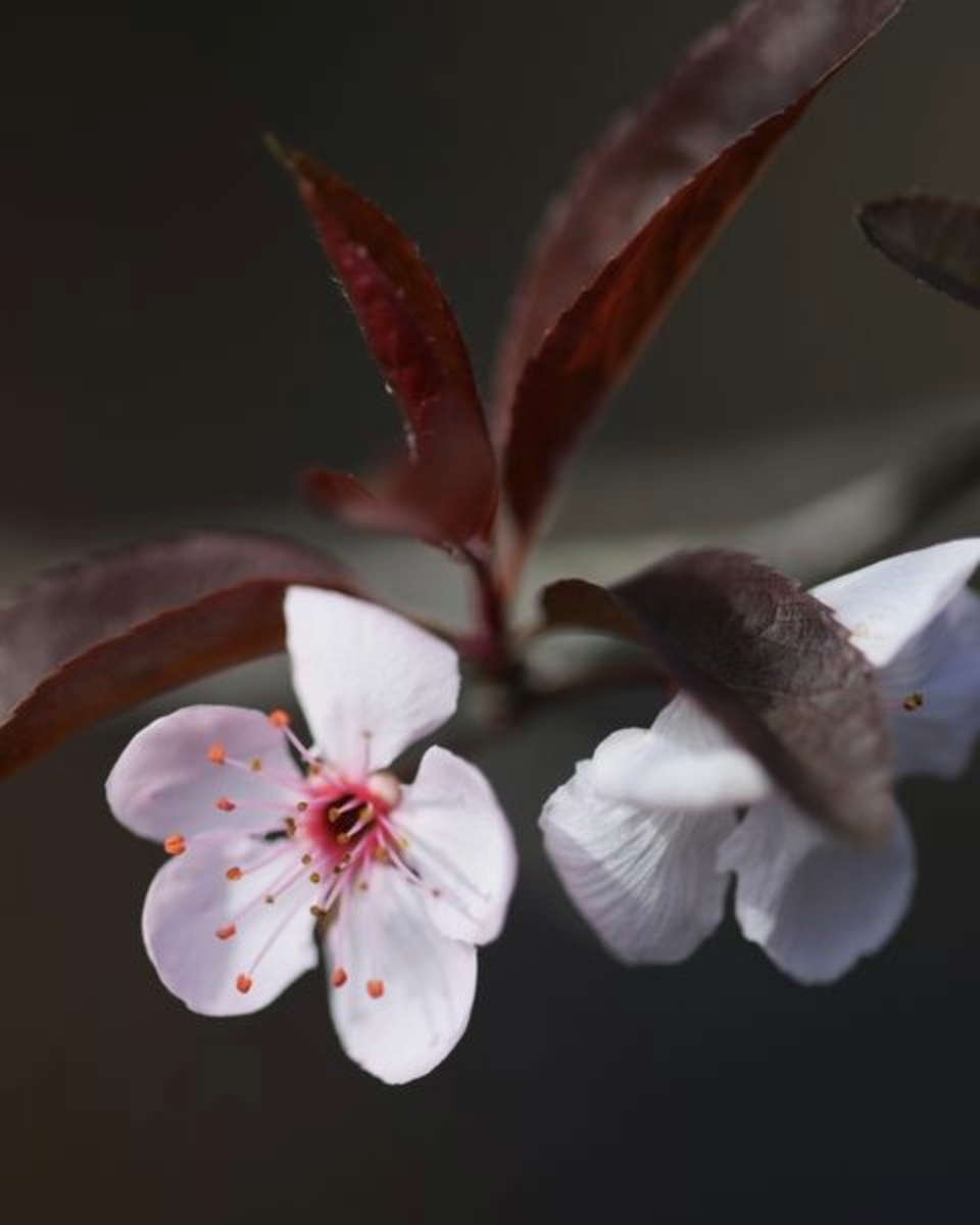 Cherry Blossoms in Brown by Leanne Lindsay