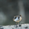 Common Sandpiper from Sundarbans by Saniar Rahman Rahul - Common Sandpiper, Wildlife Photography, Nature Photography, Bird Photography, Photo of the Day