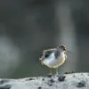 Common Sandpiper from Sundarbans by Saniar Rahman Rahul