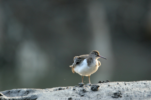 Common Sandpiper from Sundarbans by Saniar Rahman Rahul - Common Sandpiper, Wildlife Photography, Nature Photography, Bird Photography, Photo of the Day