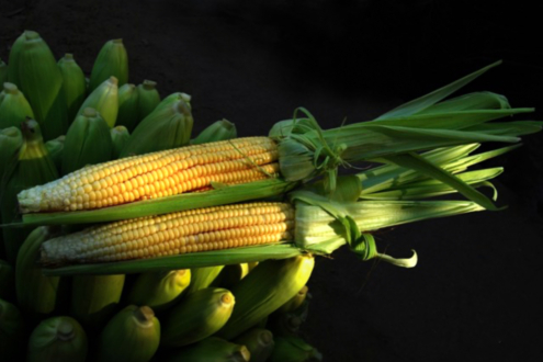 Corns Reveals Its Vibrant Hues by Shahnaz Parvin - Art Photography, Photo of the Day, Photography, Light Composition, Shahnaz Parvin