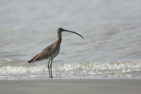 Eurasian Curlew in the Sundarbans by Saniar Rahman Rahul - Eurasian Curlew, Wildlife Photography, Photo of the Day, Sundarbans, Photography Awards