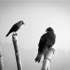 Face to Face by Shahnaz Parvin - Photojournalism, Photography, Art Photography, Photo of the Day, Light & Composition University