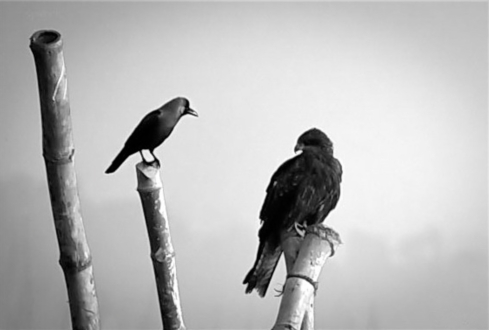 Face to Face by Shahnaz Parvin - Photojournalism, Photography, Art Photography, Photo of the Day, Light & Composition University