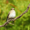 Flycatcher by Sarvenaz Saadat - Flycatcher, Wildlife Photography, Nature Photography, Photo of the Day, Photography Awards