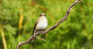 Flycatcher by Sarvenaz Saadat
