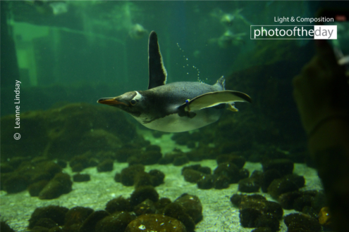 Flying Through the Water by Leanne Lindsay - Underwater Photography, Penguin Photography, Wildlife Photography, Photo of the Day, Photography Awards