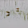 Four Wading Birds by Shahnaz Parvin - Nature Photography, Wildlife Photography, Photojournalism, Photography Awards, Photo of the Day