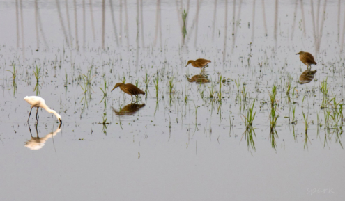 Four Wading Birds by Shahnaz Parvin - Nature Photography, Wildlife Photography, Photojournalism, Photography Awards, Photo of the Day
