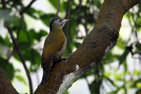 Greater Yellownape's Elegant Perch by Saniar Rahman Rahul - Wildlife Photography, Photo of the Day, Bird Photography, Nature Photography, Photography Awards