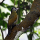 Greater Yellownape's Elegant Perch by Saniar Rahman Rahul