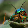 Green Jewel Bug by Shahnaz Parvin - Green Jewel Bug, Art Photography, Macro Photography, Insect Photography, Photo of the Day