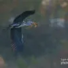 Grey Heron by Pesch Andreas - Wildlife Photography, Photo of the Day, Grey Heron, Photography Awards, Online Photography Courses