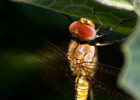 Just Another Dragonfly by Shahnaz Parvin - Nature Photography, Wildlife Photography, Photography Awards, Photo of the Day, Light & Composition University