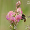 A Leafcutter Bee on Sainfoin by Pesch Andreas - Nature Photography, Close-up Photography, Macro Photography, Wildlife Photography, Photo of the Day