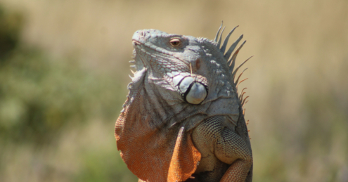 Little Dragon by Kristel Sturrus - Wildlife Photography, Photo of the Day, Photography Awards, Online Photography Courses, Kristel Sturrus