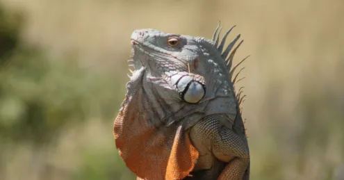 Little Dragon by Kristel Sturrus - Wildlife Photography, Photo of the Day, Photography Awards, Online Photography Courses, Kristel Sturrus