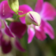 Magenta Orchid by Leanne Lindsay