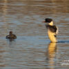 Mergansers Are Back on Lake by Pesch Andreas - Wildlife Photography, Photojournalism, Photography Awards, Photo of the Day, Online Photography Courses