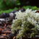 Native Lichen by Leanne Lindsay
