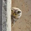 Peekaboo by Sarvenaz Saadat - Wildlife Photography, Photojournalism, Art Photography, Photography Awards,  Online Photography Courses