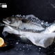 Fish from the Black Sea by Petrana Nedelcheva