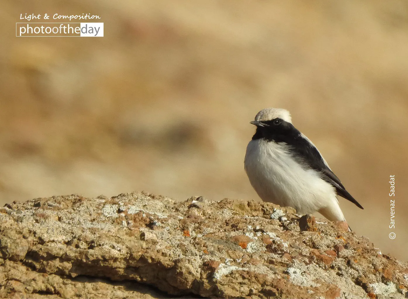 The Little Bird by Sarvenaz Saadat