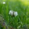 Spring by Azam Rasouli - Close-up Photography, Macro Photography, Photography Awards, Photo of the Day, Spring Photography