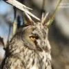 A Monster with Orange Eyes by Sarvenaz Saadat - Wildlife Photography, Photography Awards, Photojournalism, Art Photography, Online Photography Courses