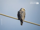 Charming Bird by Sarvenaz Saadat