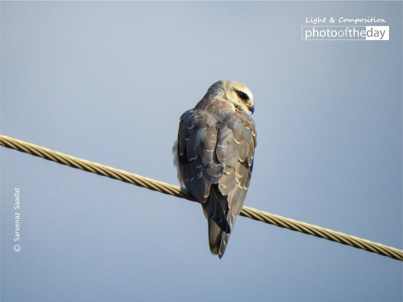 Charming Bird by Sarvenaz Saadat