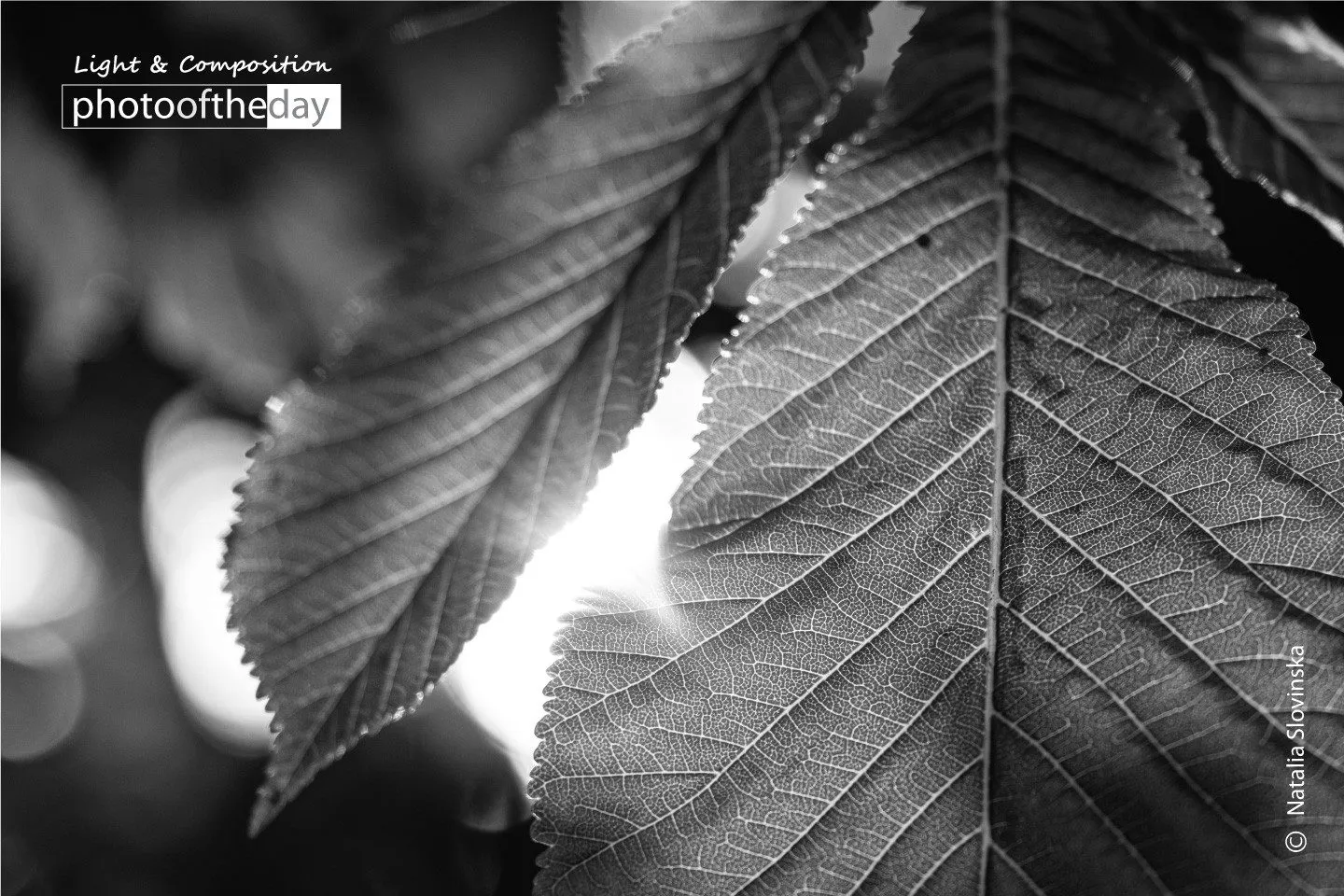 A Look through the Leaves by Natalia Slovinska - Photojournalism, Art Photography, Black and White Photography, Photography Awards, Light & Composition University