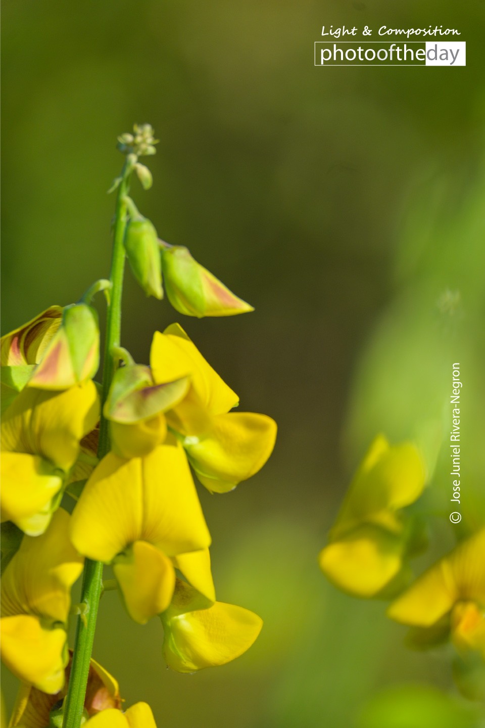 A Flower in Arecibo’s Spring by Jose Juniel Rivera-Negron Photo of the day 21062021 1n