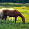 Outdoor Mustangs of Leadville by Zara Otaifah - Wildlife Photography, Photo of the Day, Photography Awards,  Colorado Photography,  Art Photography