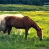 Outdoor Mustangs of Leadville by Zara Otaifah - Wildlife Photography, Photo of the Day, Photography Awards, Colorado Photography, Art Photography