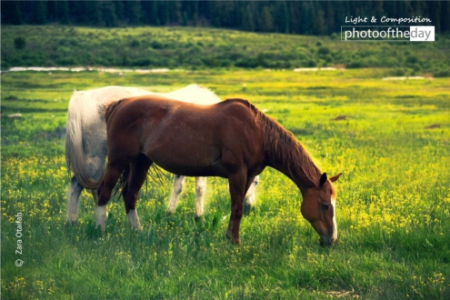 Outdoor Mustangs of Leadville by Zara Otaifah - Wildlife Photography, Photo of the Day, Photography Awards, Colorado Photography, Art Photography
