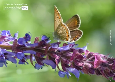 Butterfly by Azam Rasouli - Photojournalism, Photography Award, Close-up Photography, Butterfly Photography, Azam Rasouli