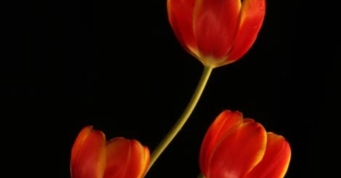 Tulips by Ana Sylvia Encinas - Art Photography, Tulip Photography, Photography Awards, Online Photography Courses, Light & Composition University