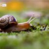A Snail on My Way by Petrana Nedelcheva - Close-up Photography, Photography Awards, Art Photography, Nature Photography, Photo of the Day