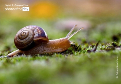 A Snail on My Way by Petrana Nedelcheva - Close-up Photography, Photography Awards, Art Photography, Nature Photography, Photo of the Day