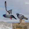 Pigeon Valley by Derya Yazar Atasever - Pigeon Valley, Travel Photography, Cappadocia, Photo of the Day, Art Photography