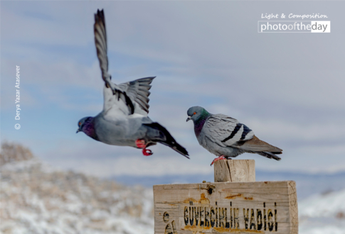 Pigeon Valley by Derya Yazar Atasever - Pigeon Valley, Travel Photography, Cappadocia, Photo of the Day, Art Photography