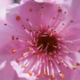 Pink Cherry Blossom by Leanne Lindsay