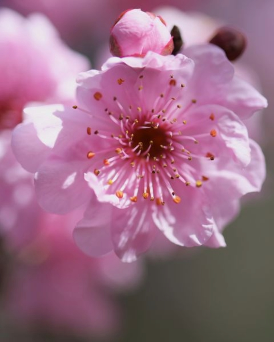 Pink Cherry Blossom by Leanne Lindsay