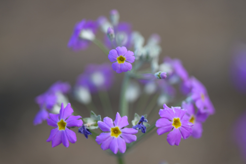 Purple Flowers by Leanne Lindsay - Purple Flowers, Photography, Flower Photography, Photo of the Day, Light & Composition University